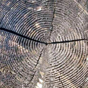 Pendules en bois